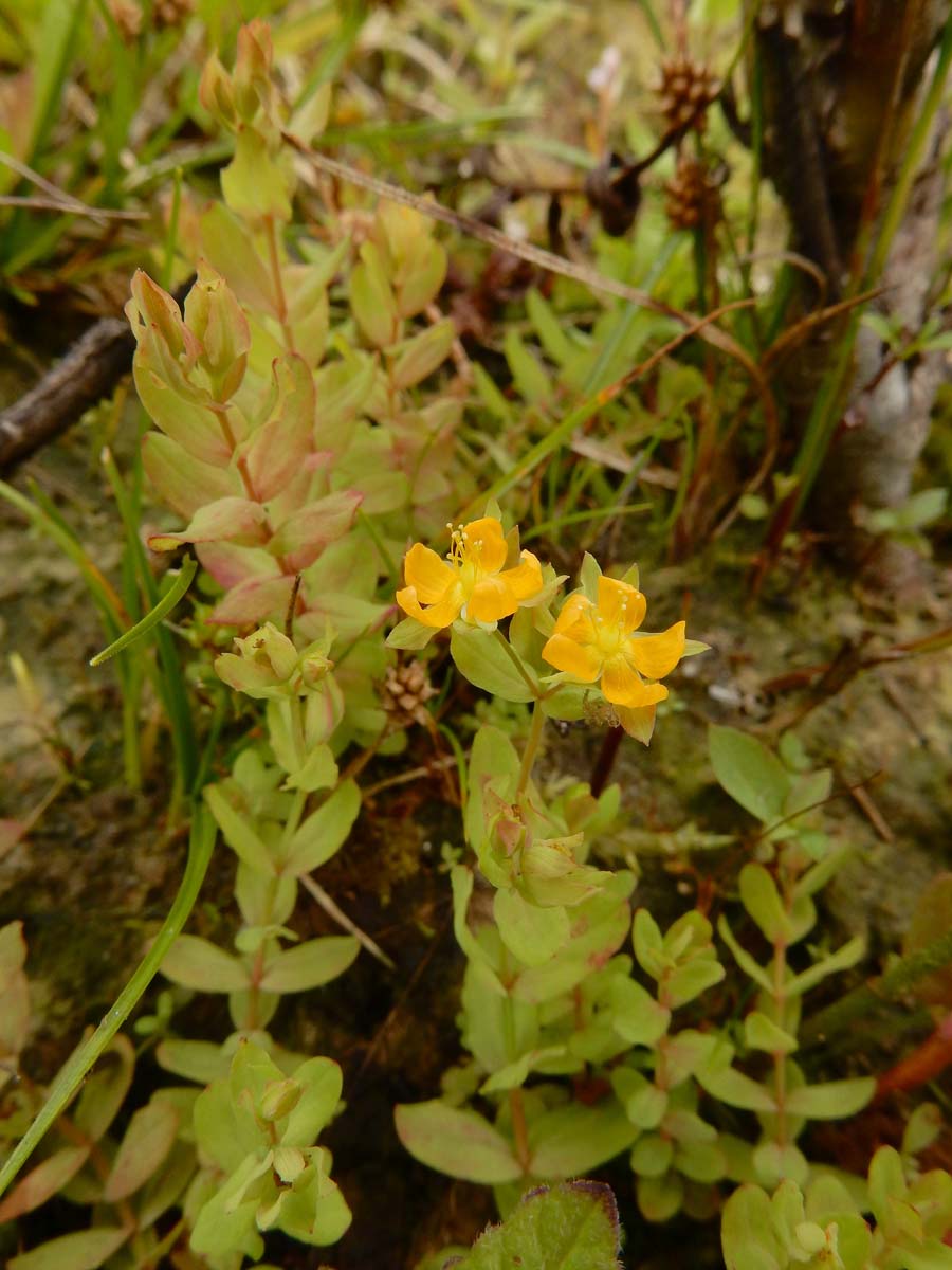 Hypericum anagalloides (door Ed Stikvoort | Saxifraga)