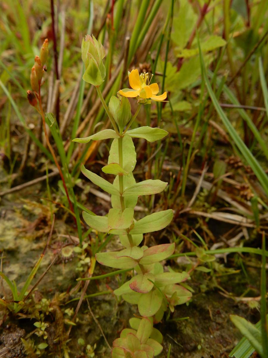 Hypericum anagalloides (door Ed Stikvoort | Saxifraga)