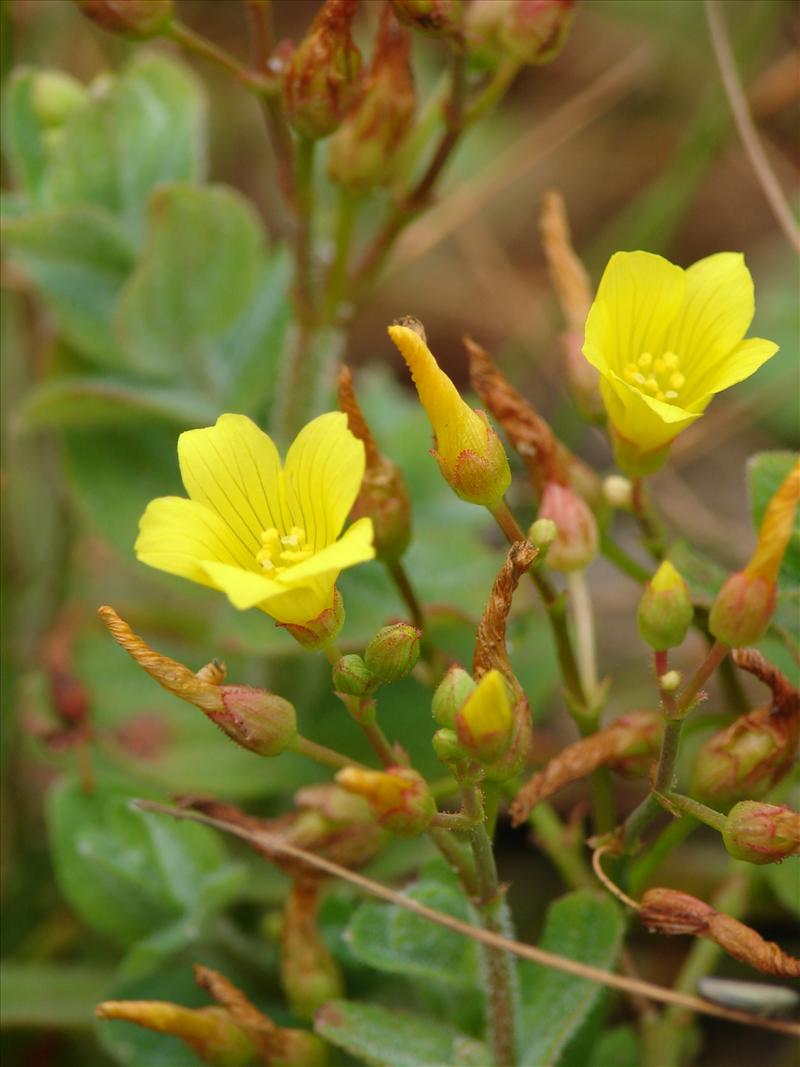 Hypericum elodes (door Adrie van Heerden)