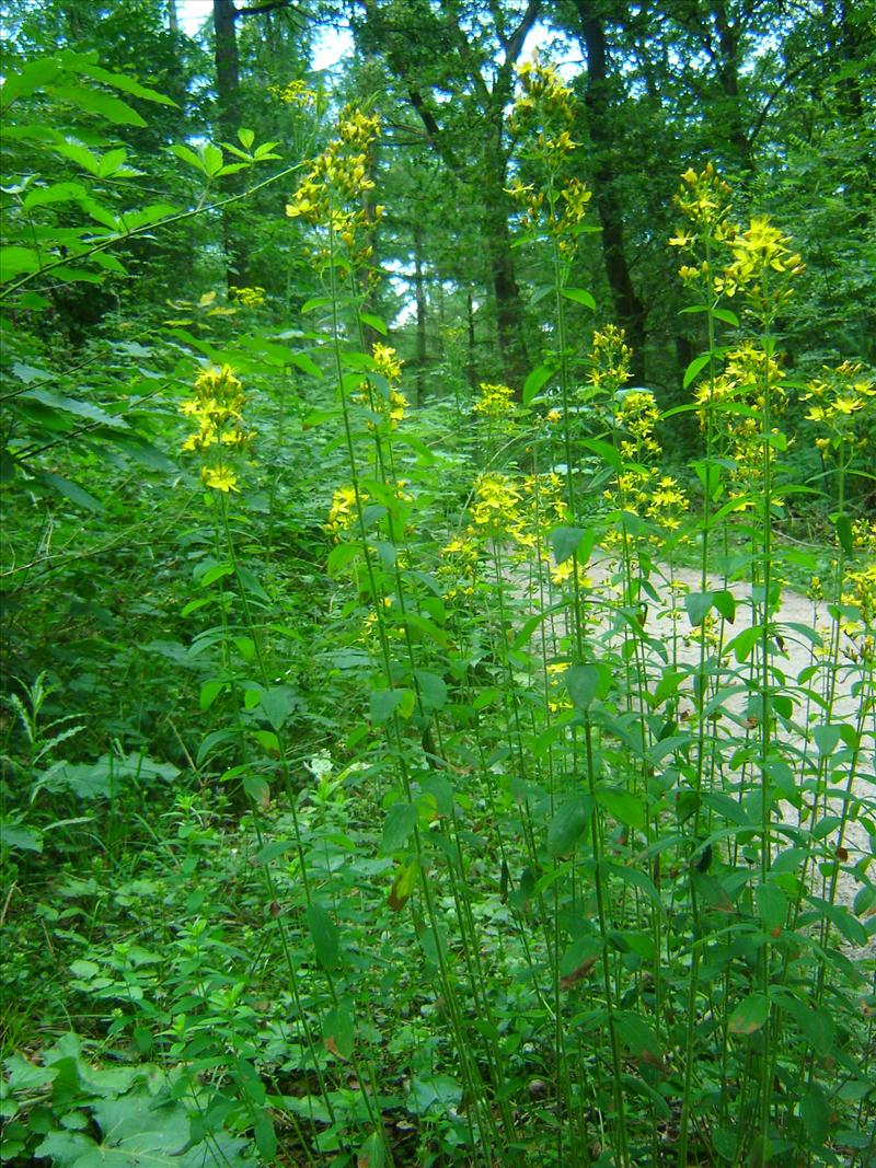 Hypericum hirsutum (door Ruud Beringen)