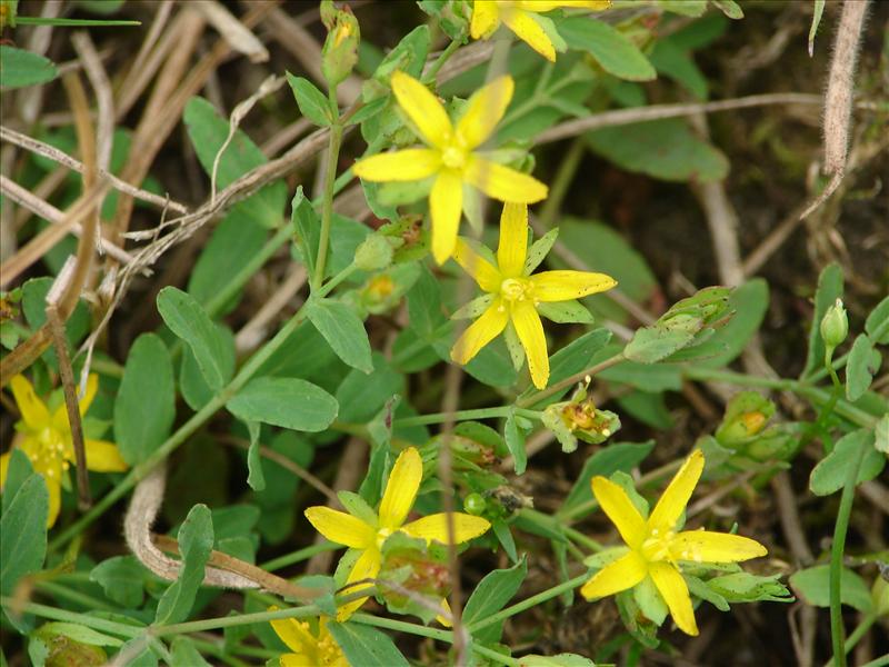 Hypericum humifusum (door Adrie van Heerden)