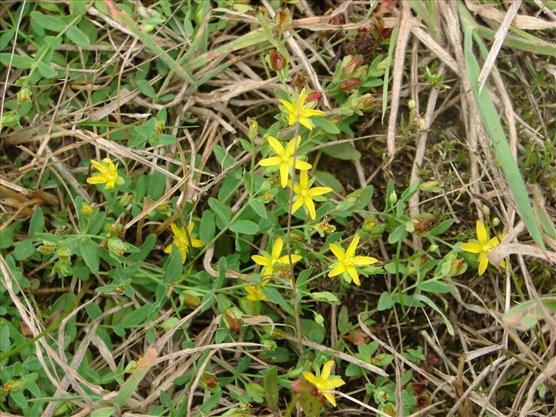 Hypericum humifusum (door Adrie van Heerden)