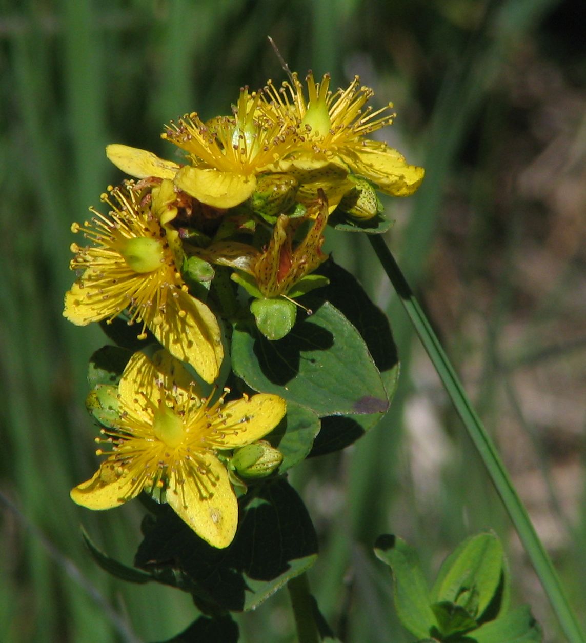 Hypericum maculatum subsp. maculatum (door Pieter Stolwijk)