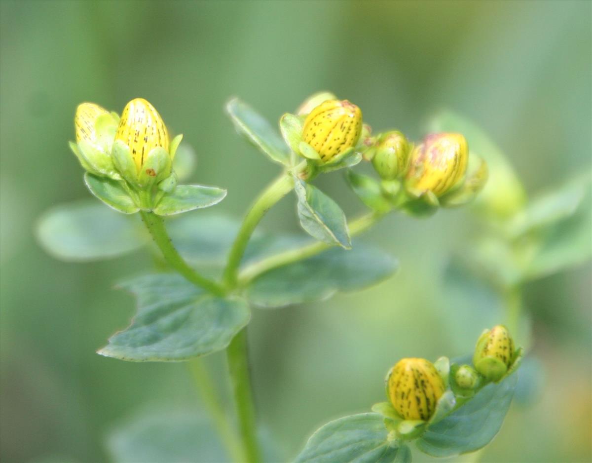 Hypericum maculatum subsp. maculatum (door Pieter Stolwijk)