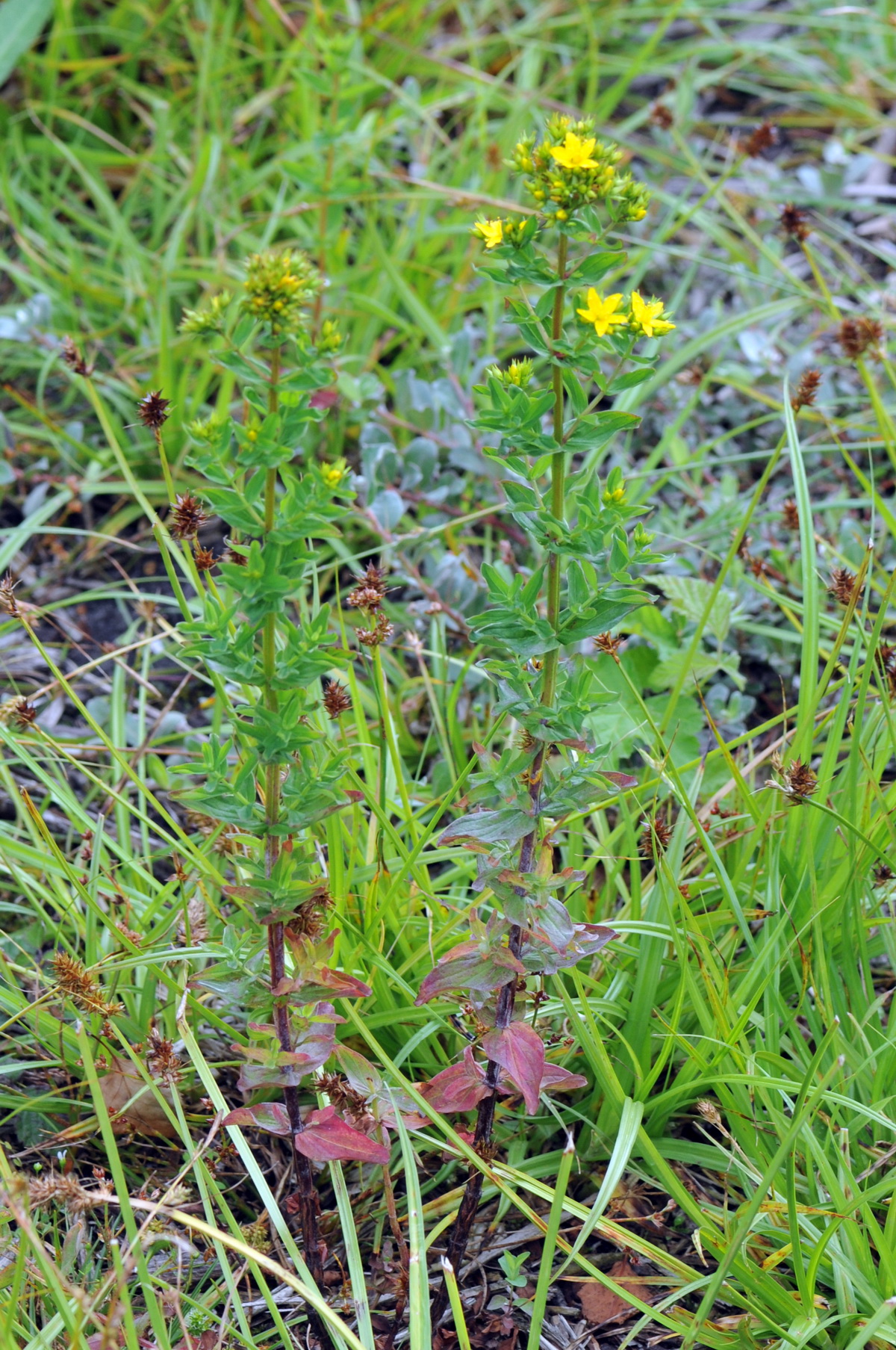Hypericum tetrapterum (door Hans Toetenel)