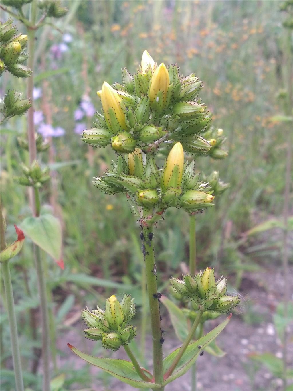 Hypericum montanum (door Ruud Beringen)