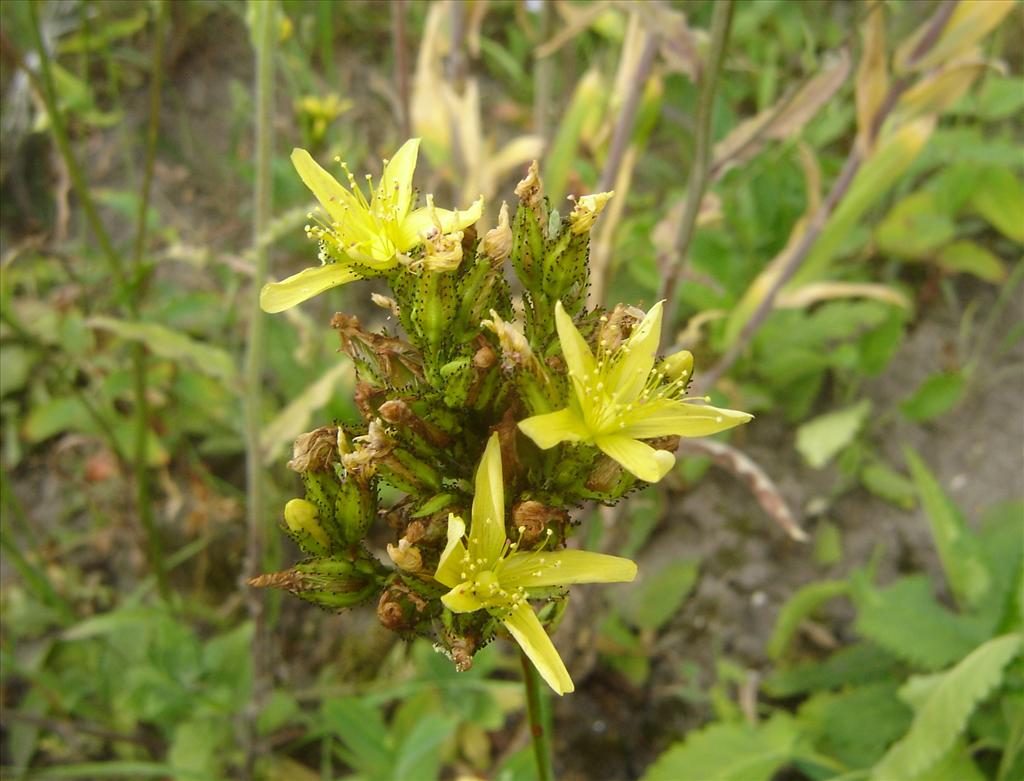 Hypericum montanum (door Ruud Beringen)