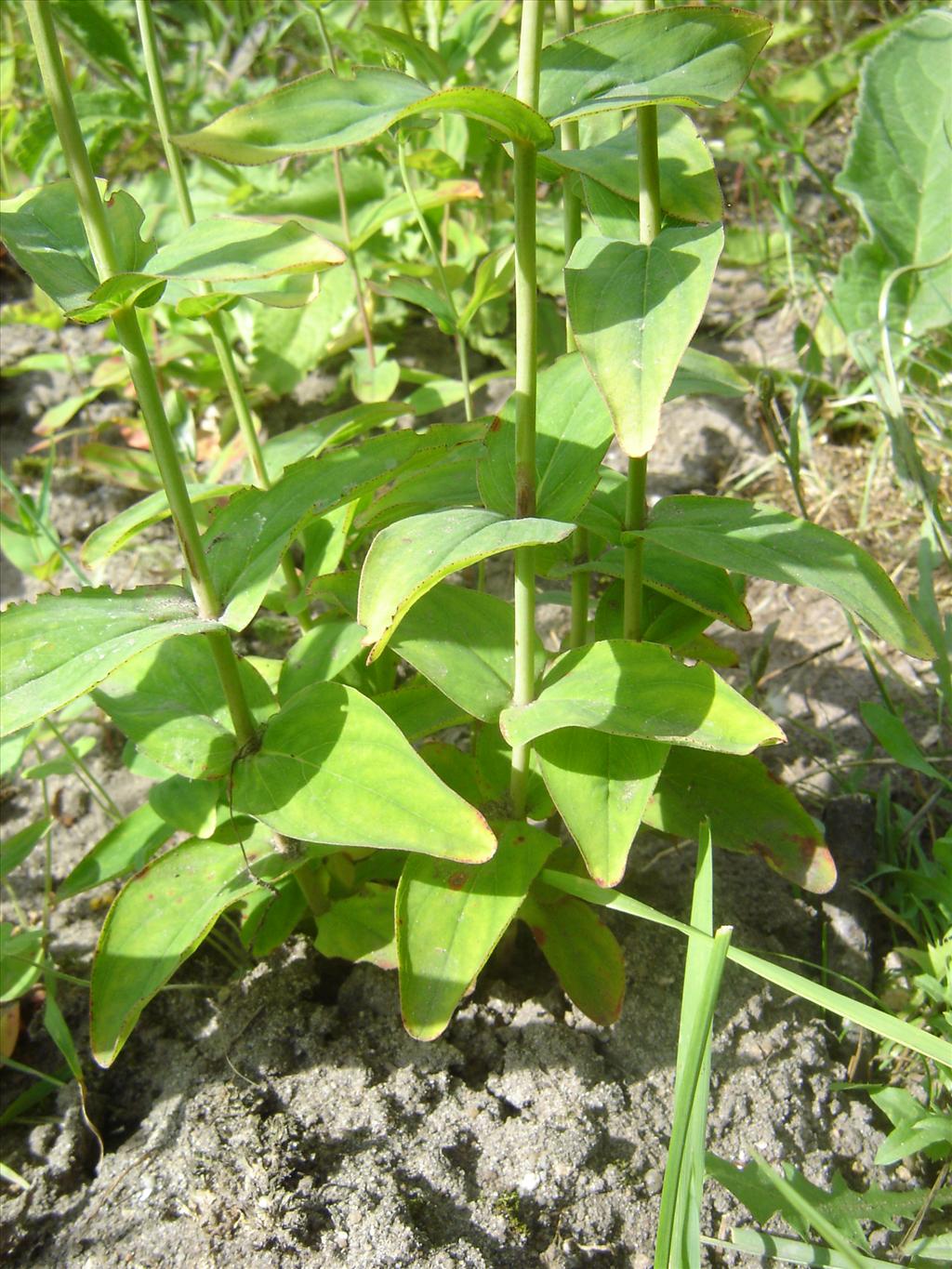 Hypericum montanum (door Ruud Beringen)