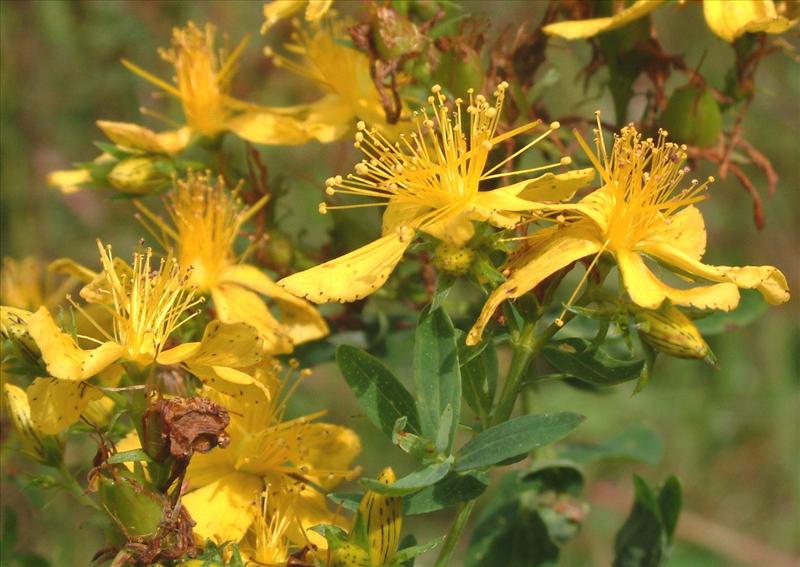 Hypericum perforatum (door Adrie van Heerden)