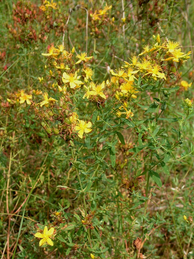 Hypericum perforatum (door Adrie van Heerden)