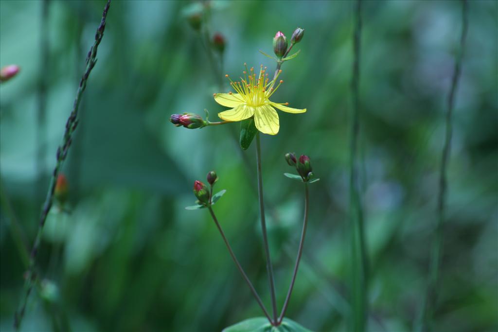 Hypericum pulchrum (door Pieter Stolwijk)