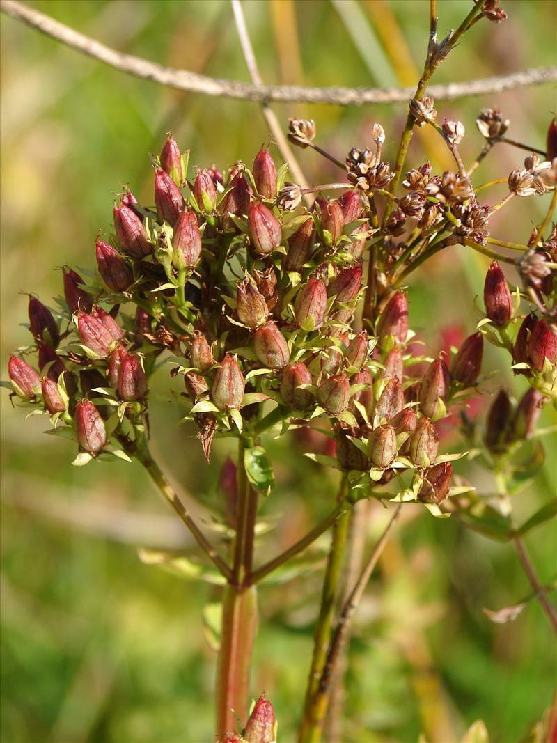 Hypericum tetrapterum (door Adrie van Heerden)