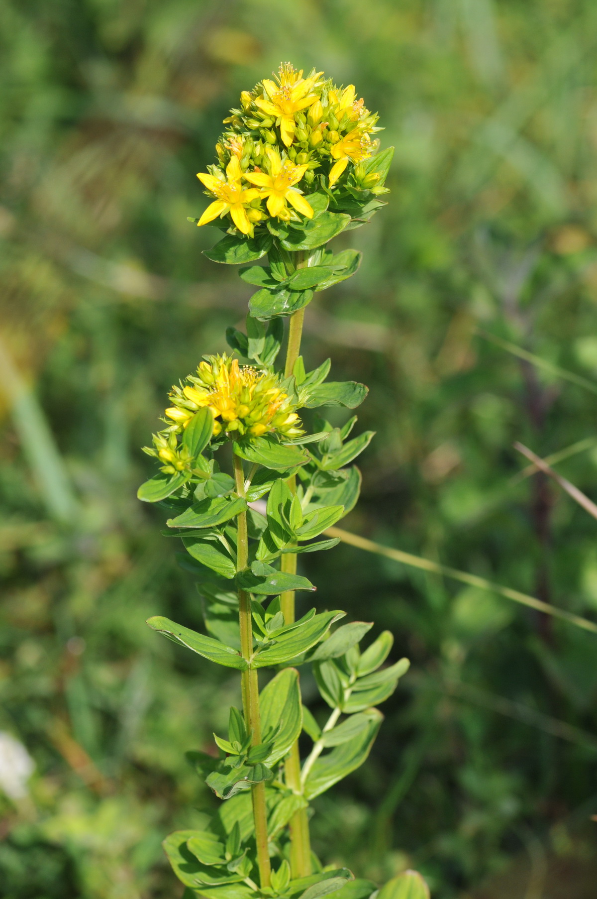 Hypericum tetrapterum (door Hans Toetenel)