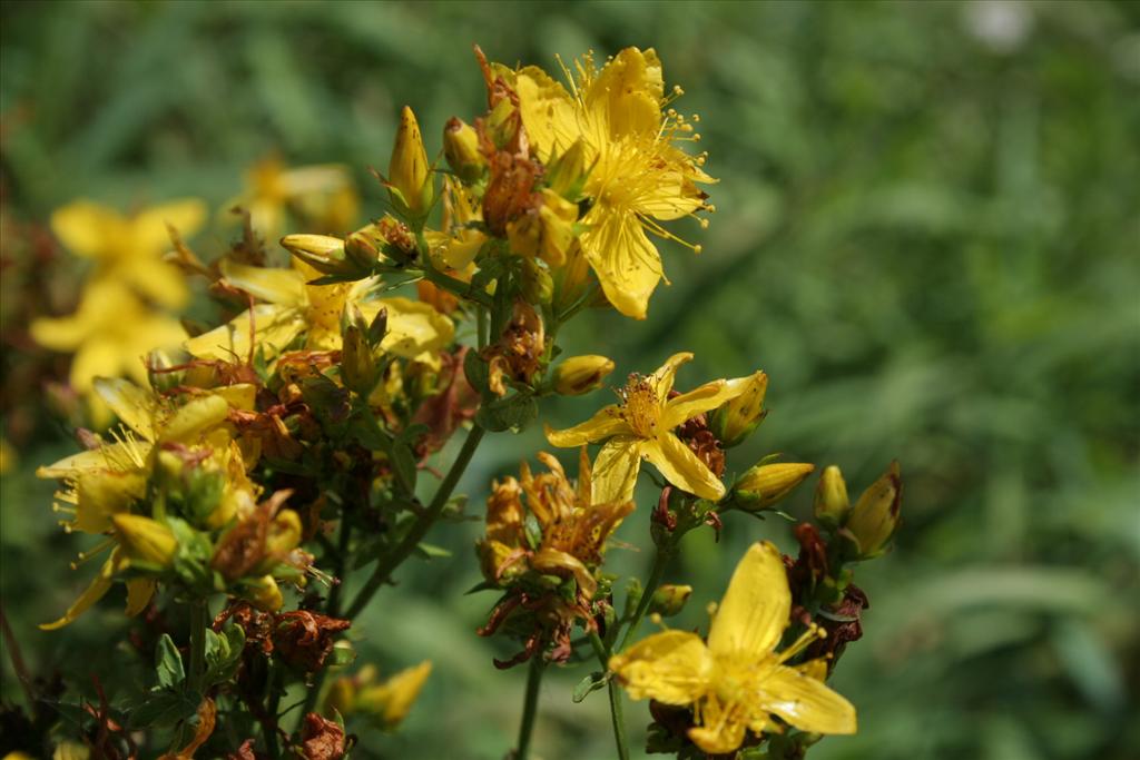 Hypericum x desetangsii (door Pieter Stolwijk)