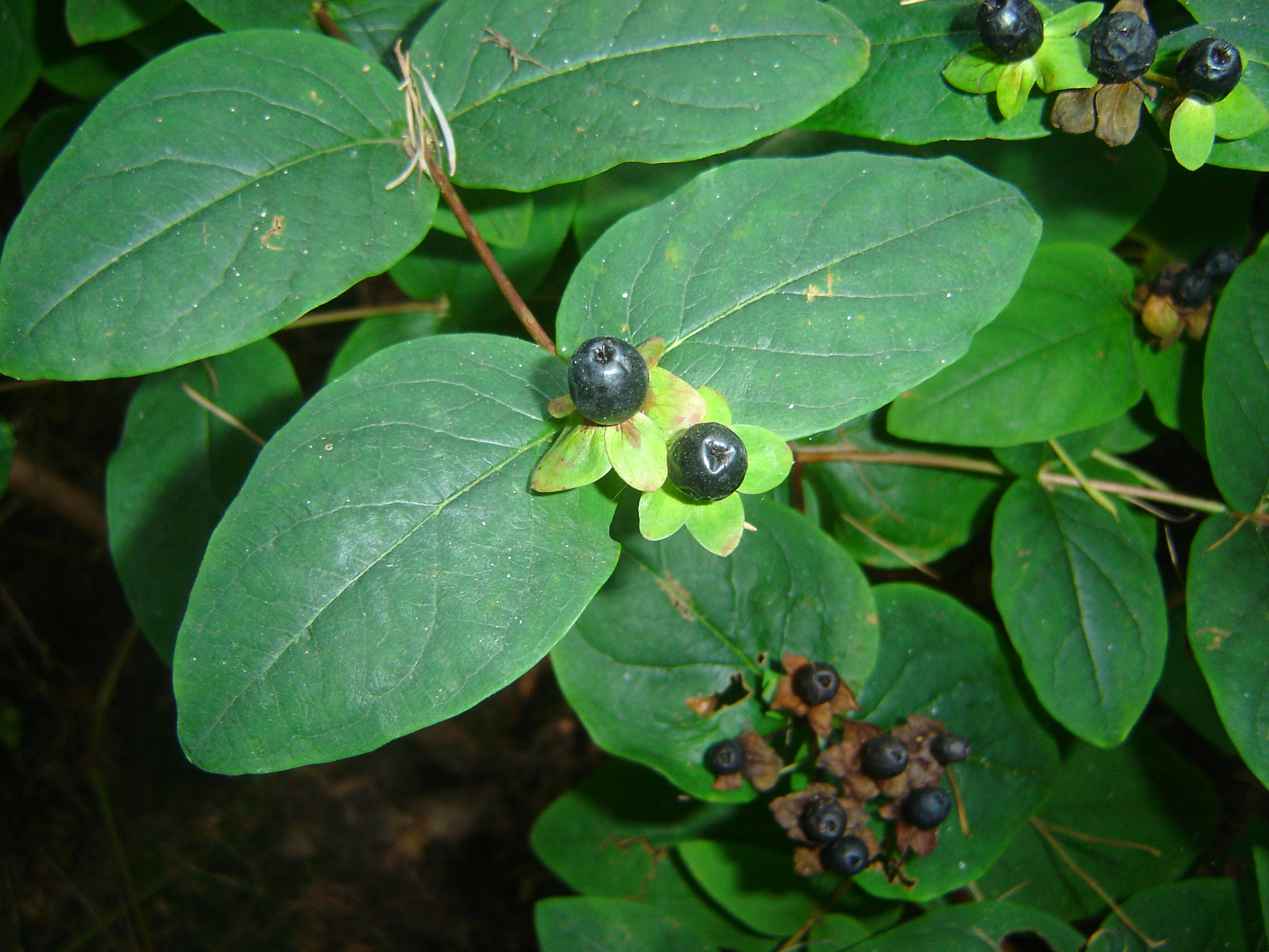 Hypericum x inodorum (door Ruud Beringen)