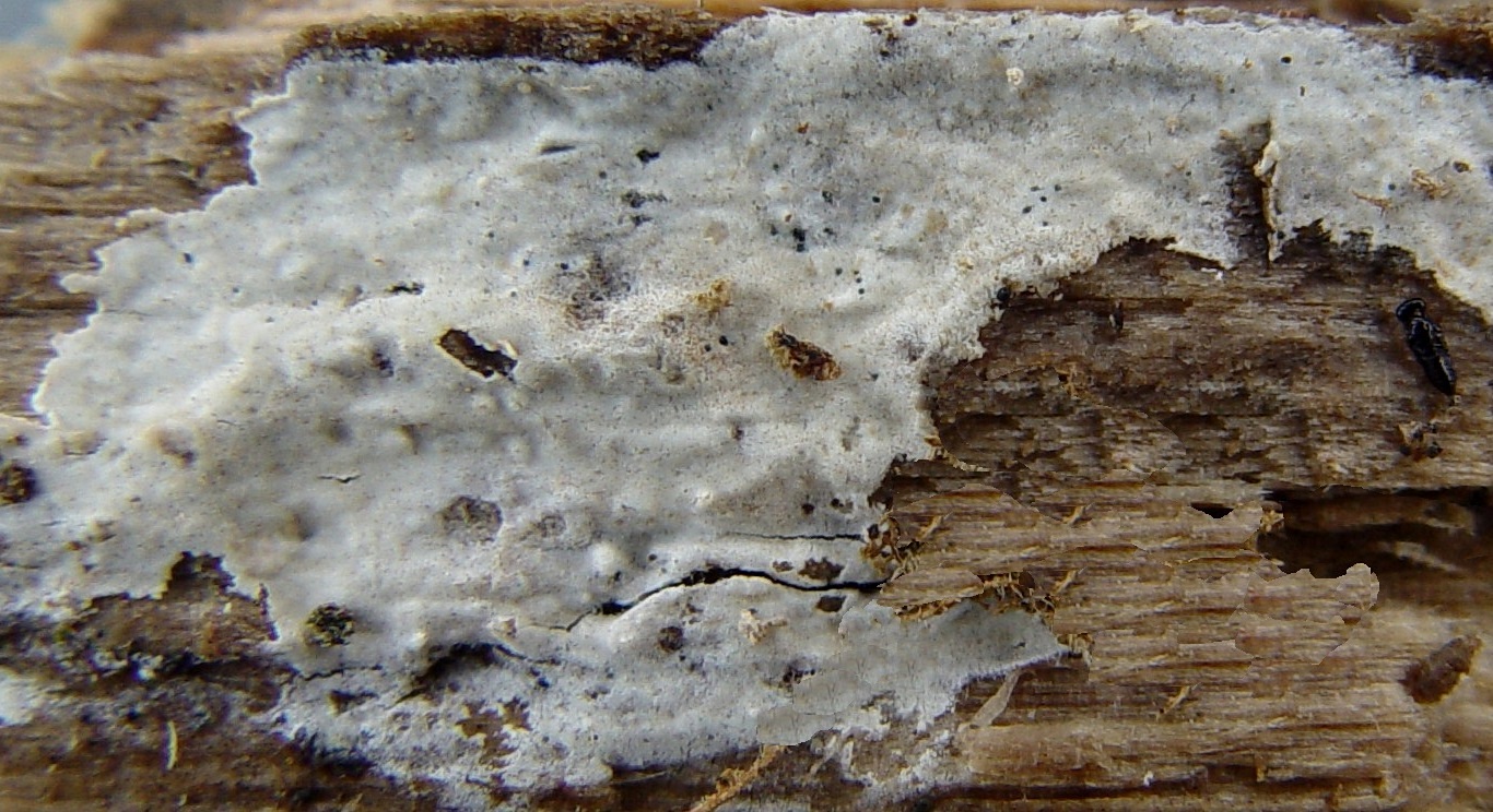 Hyphoderma argillaceum (door Hermien Wassink)