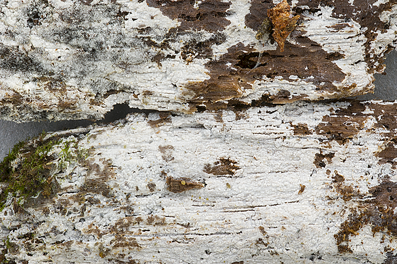 Hyphoderma cryptocallimon (door Nico Dam)