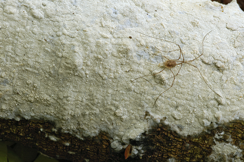 Hyphoderma setigerum (door Nico Dam)