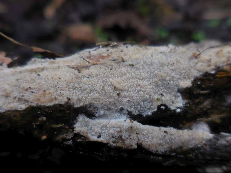 Hyphodermella corrugata (door Marian Jagers)