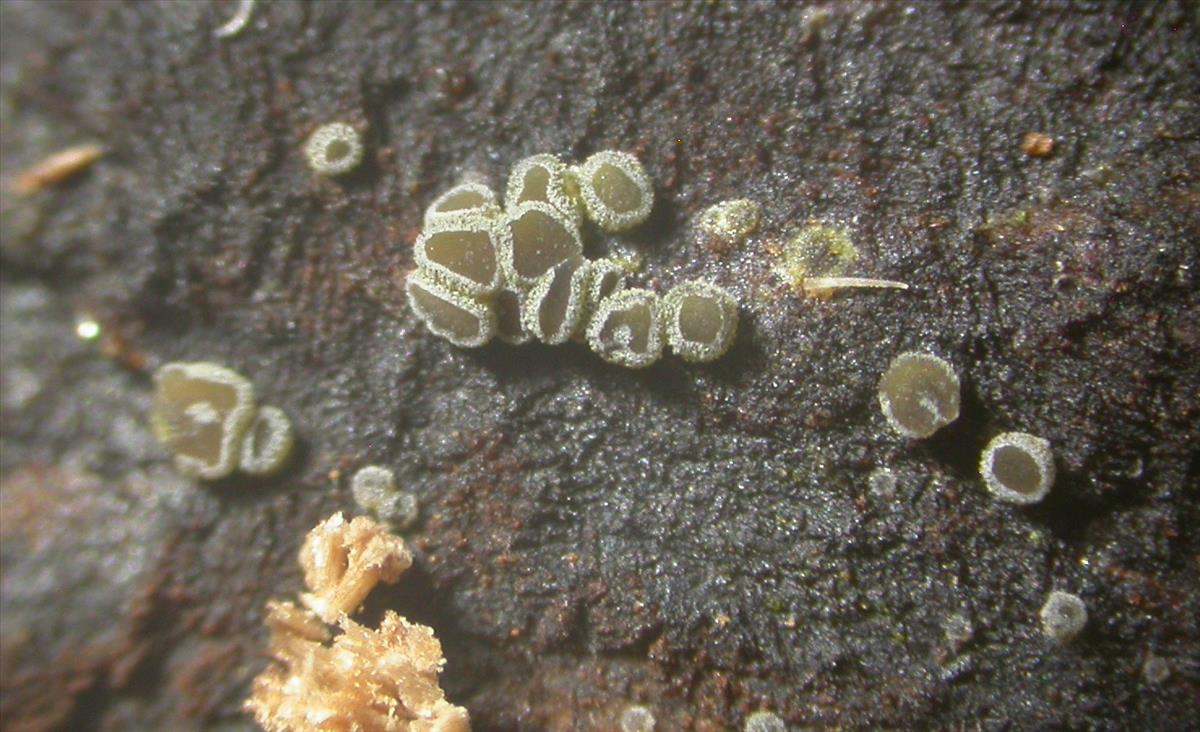 Hyphodiscus theiodeus (door Stip Helleman)