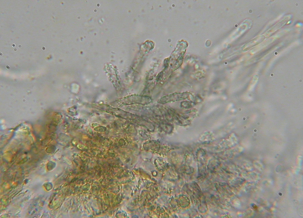 Hyphodiscus theiodeus (door Stip Helleman)