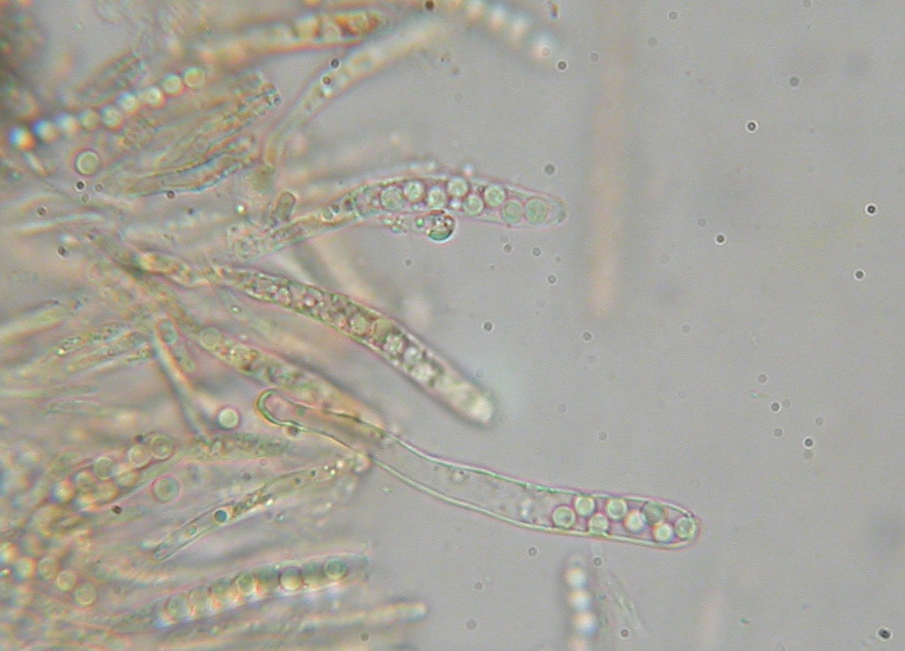 Hyphodiscus theiodeus (door Stip Helleman)