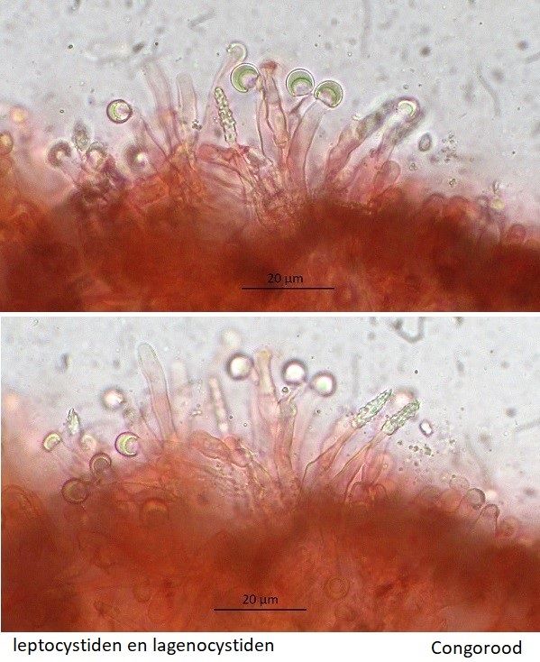 Hyphodontia arguta (door Laurens van der Linde)
