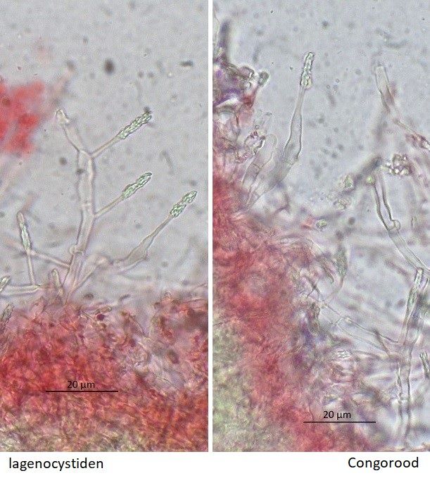 Hyphodontia arguta (door Laurens van der Linde)