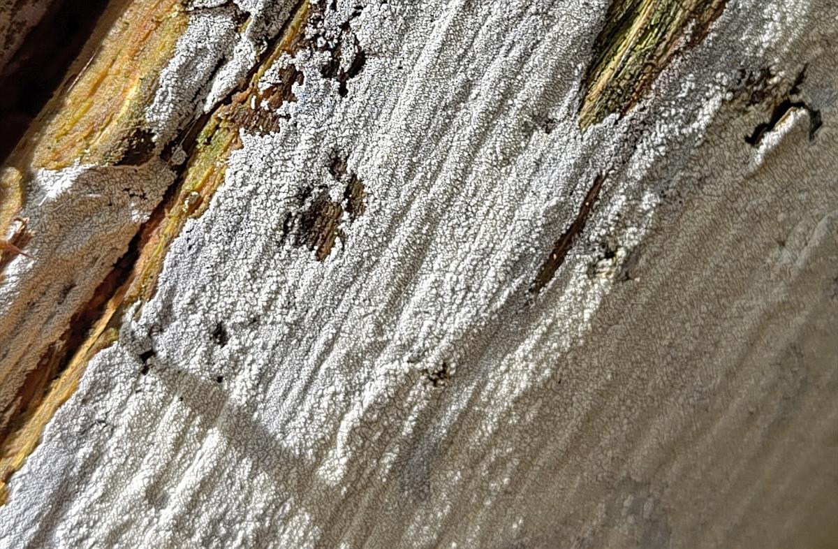 Hyphodontia breviseta (door Aldert Gutter)
