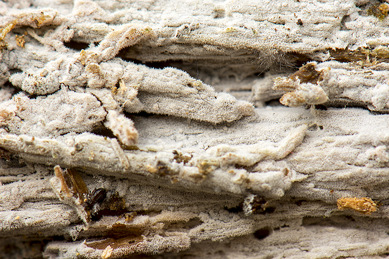 Hyphodontia subalutacea (door Nico Dam)