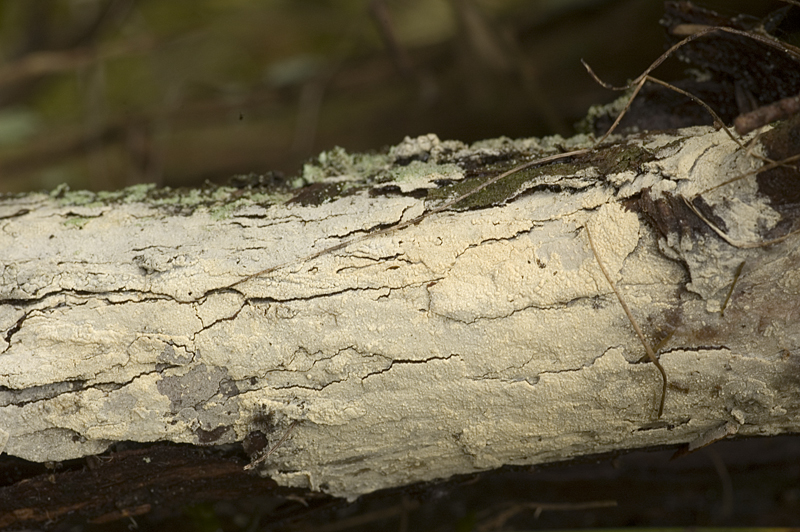 Hyphodontia alutaria (door Nico Dam)