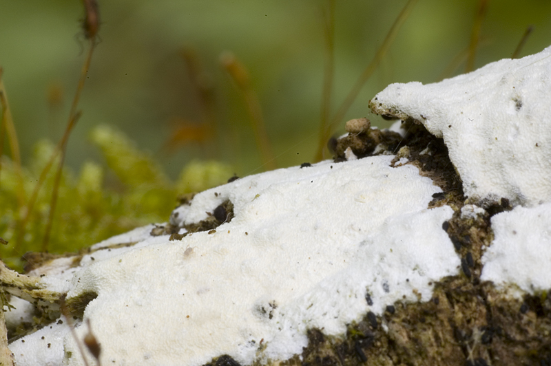 Hyphodontia pruni (door Nico Dam)