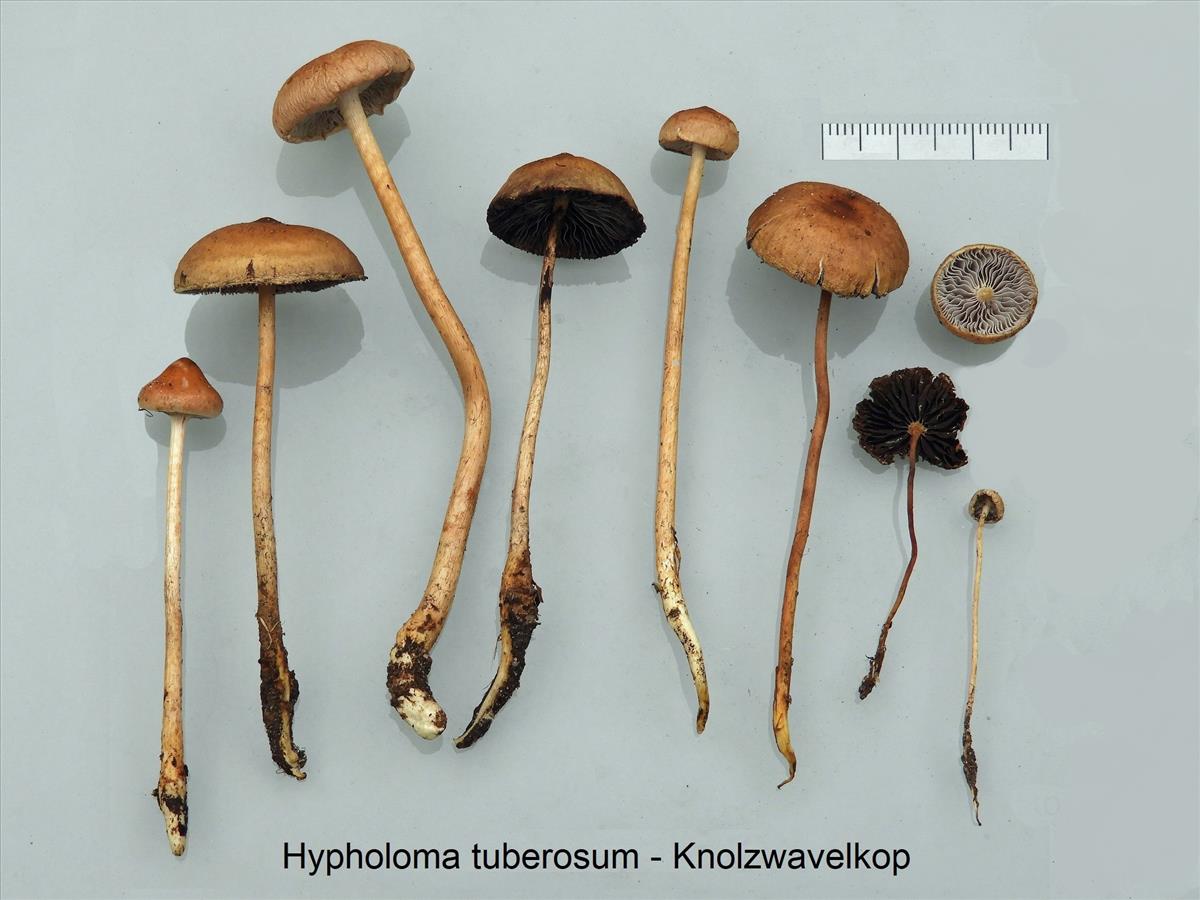 Hypholoma tuberosum (door Jaap Wisman)