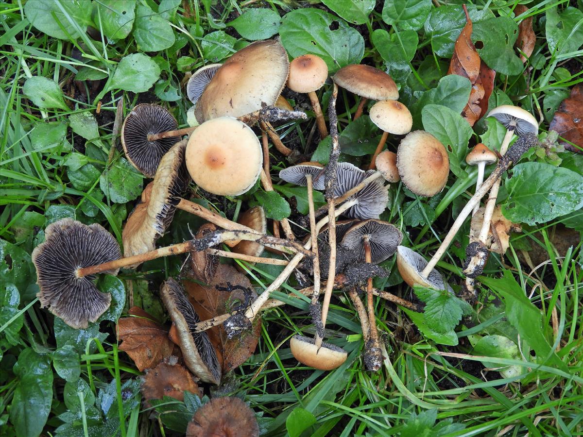 Hypholoma tuberosum (door Jaap Wisman)