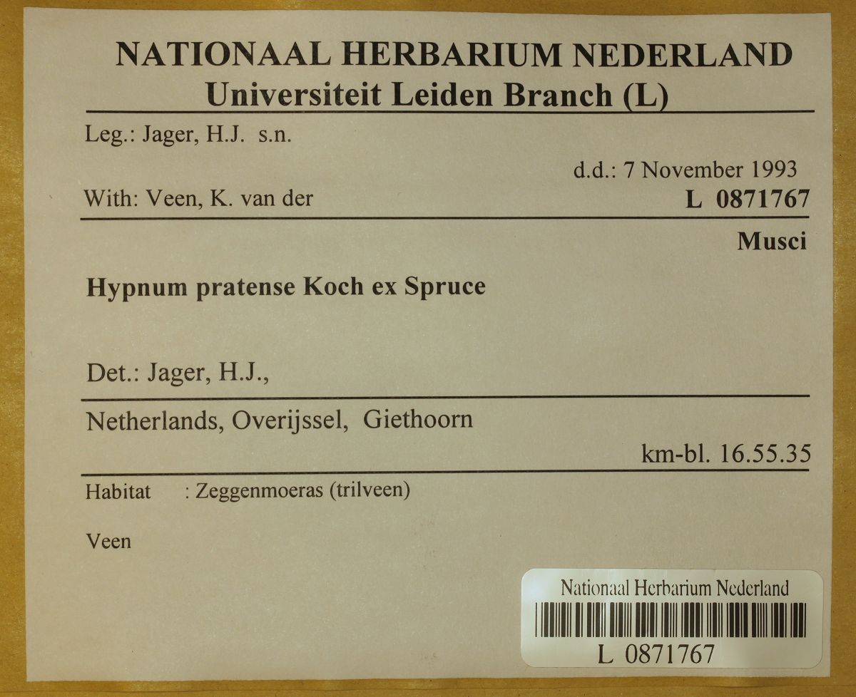 Hypnum pratense (door Laurens Sparrius)