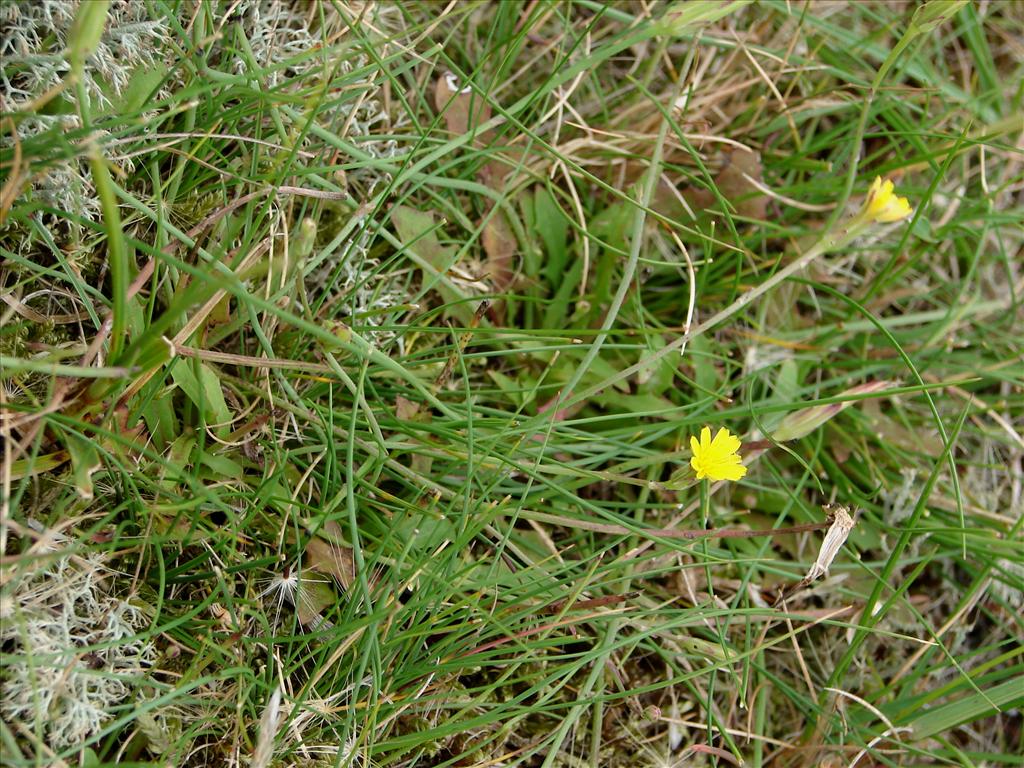 Hypochaeris glabra (door Adrie van Heerden)