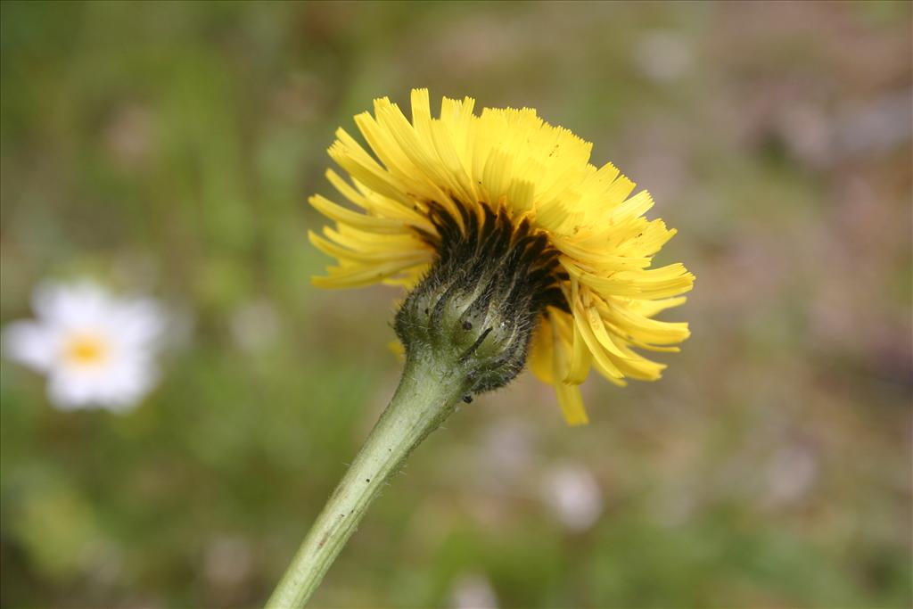 Hypochaeris maculata (door Niels Jeurink)