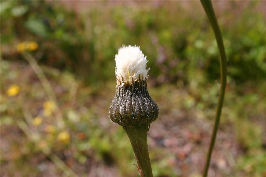 Hypochaeris maculata (door Niels Jeurink)