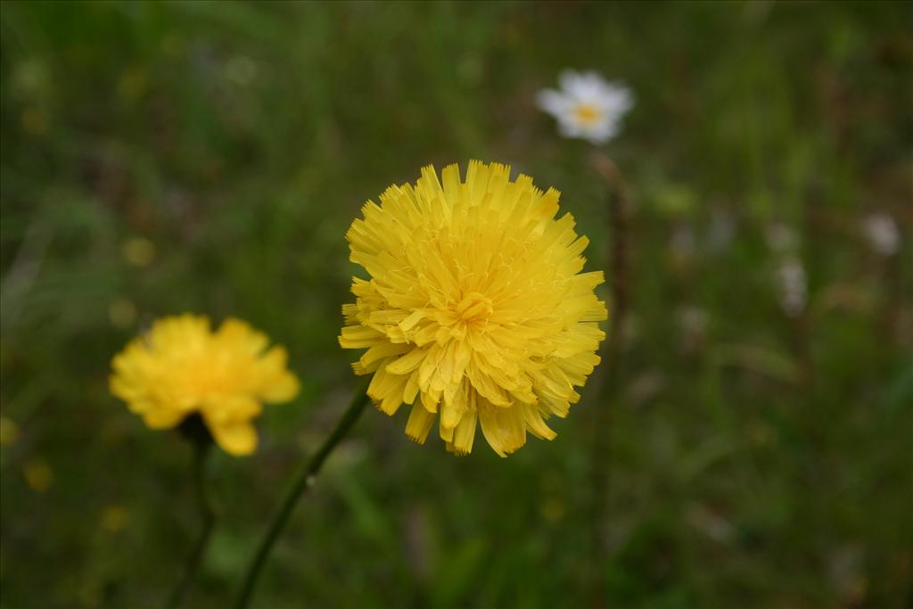 Hypochaeris maculata (door Niels Jeurink)