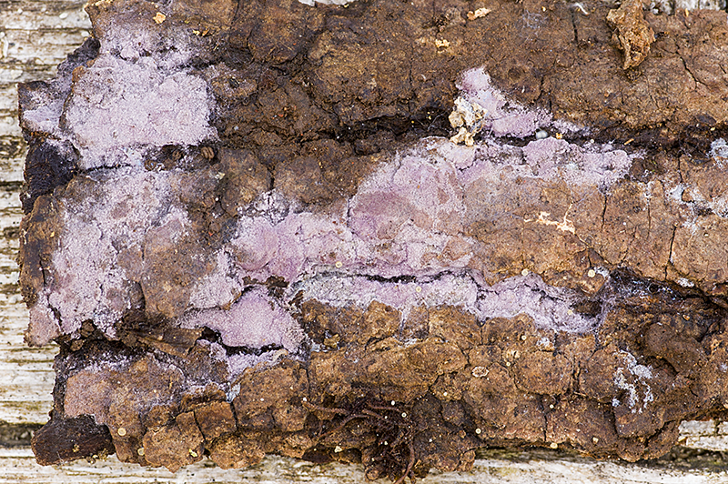 Hypochnella violacea (door Nico Dam)