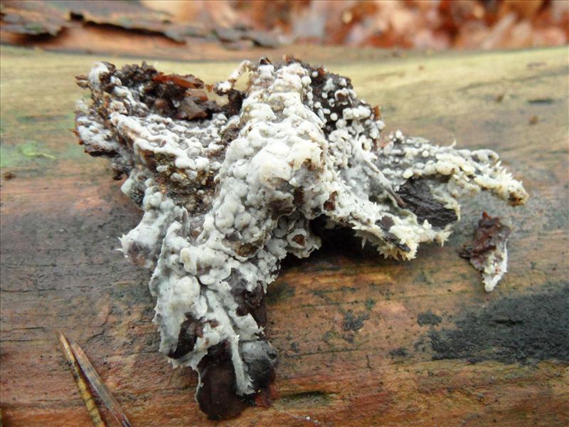 Hypochnicium bombycinum f. irpicoides (door Anneke van der Putte)