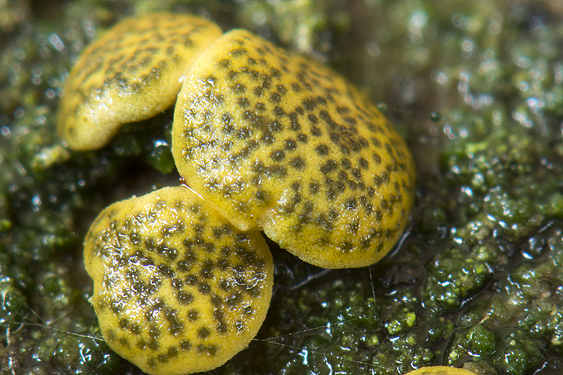 Hypocrea aureoviridis (door Nico Dam)