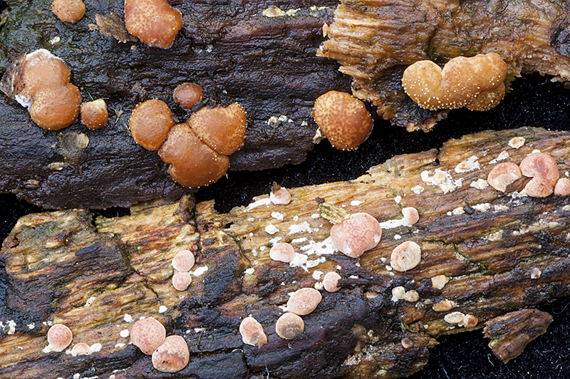 Hypocrea minutispora (door Nico Dam)