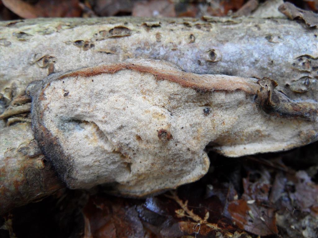 Hypocrea farinosa (door Anneke van der Putte)