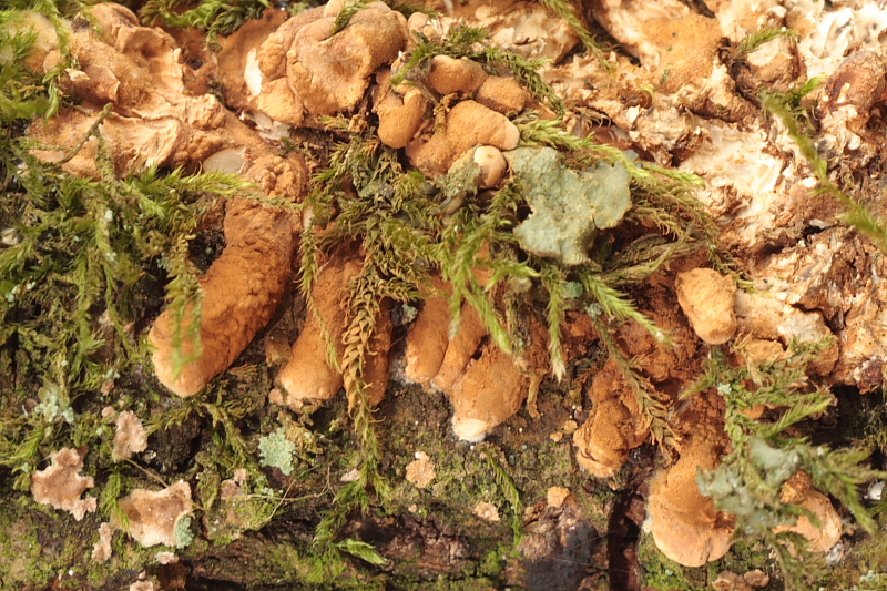 Hypocreopsis lichenoides (door Aldert Gutter)