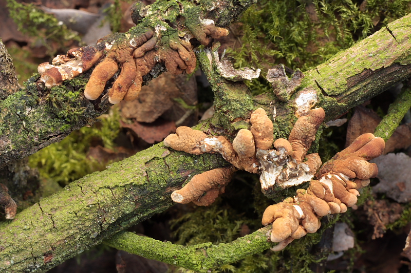 Hypocreopsis lichenoides (door Aldert Gutter)