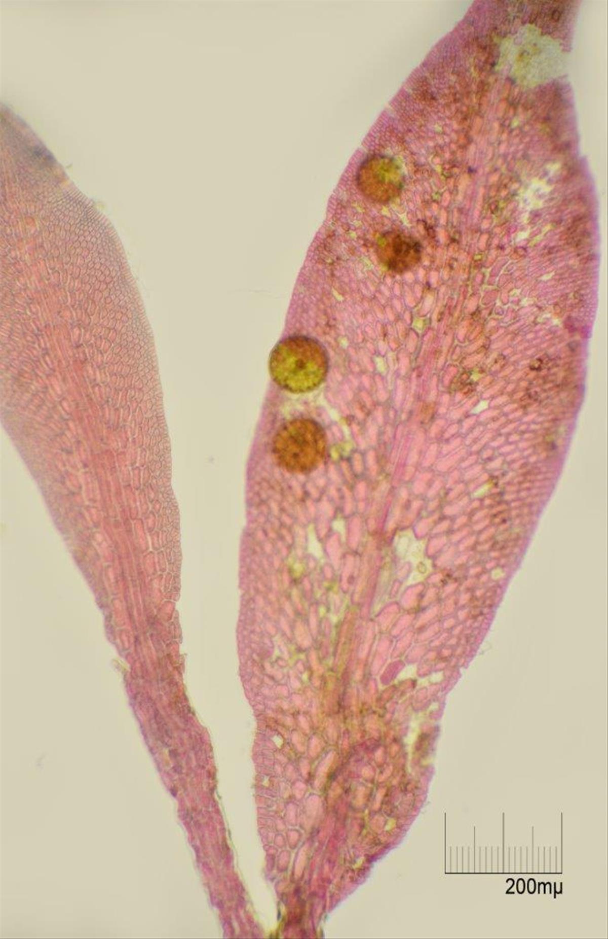 Hypoglossum hypoglossoides (door Mart Karremans)