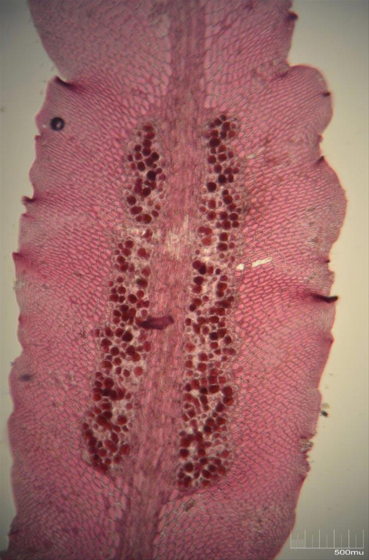 Hypoglossum hypoglossoides (door Mart Karremans)