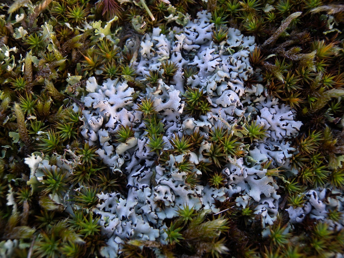 Hypogymnia physodes (door Hans Toetenel)