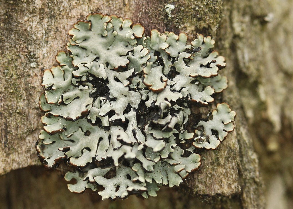 Hypogymnia physodes (door Laurens Sparrius)